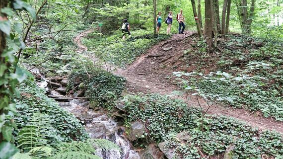 Kühler Aufstieg entlang des Brühlbaches in der Oststeiermark