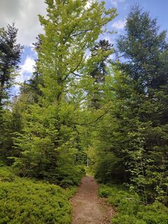 Weg zum Steinbach