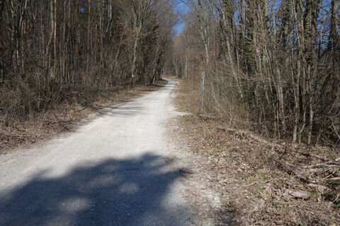 Forststraße Richtung Ruine Merkenstein