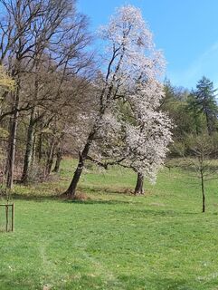 Foto von Koenigs Wolfgang entlang der Tour