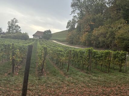 Foto von Wanderelch entlang der Tour