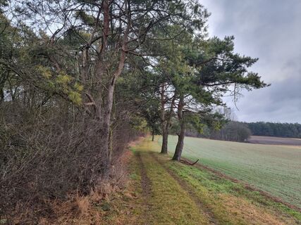 Fotografija s spletne strani Felix na poti