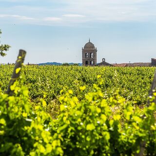 Weinberge und Kirchturm von La Liviniere