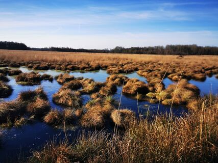 Vegetation des Hochmoors