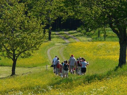 Prächtige Blumenwiesen auf dem Mühlstein