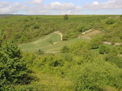 Naturschschutzgebiet Felsenberg/Berntal