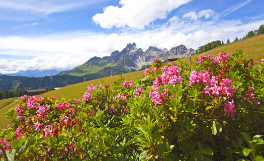 Almrausch auf der Sulzenalm