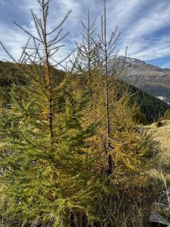 Fotografija s spletne strani Marisa scafetta na poti