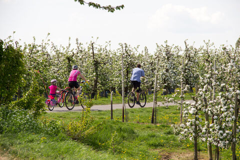 Radfahren zur Apfelblüte, Meckenheim