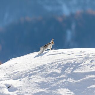 Alpenschneehase