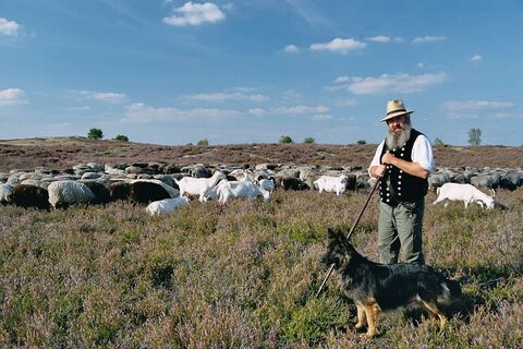 Schäfer mit seiner Herde in der Nemitzer Heide
