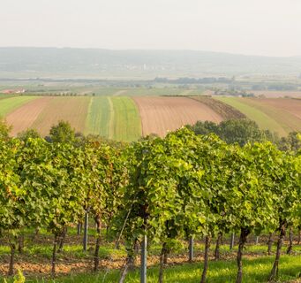 Weingärten rund um Pulkau