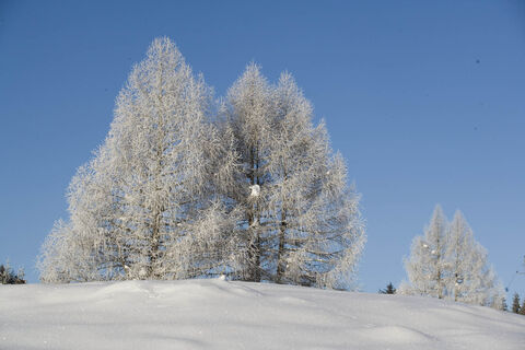 Neuschnee