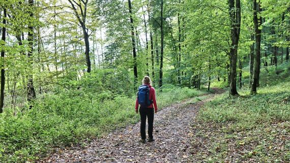 Der Weg führt immer wieder durch den Wald