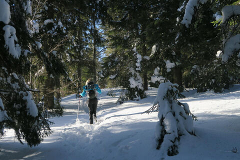 Verschneiter Winterwald bei Todtmoos