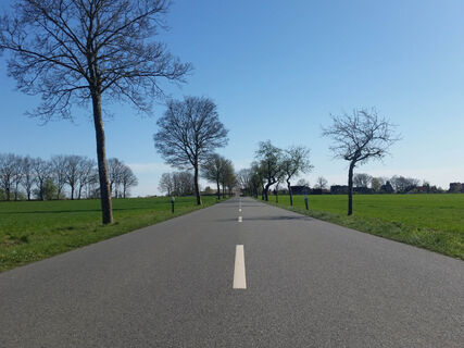 Baumallee auf der Kreisstraße 2 zwischen Eddelstorf und Aljarn