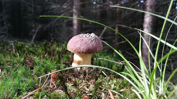 Von Hütten zur Sternkreuzung und zum Waldhaus