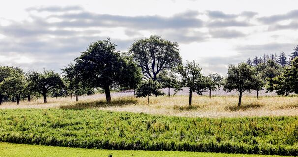Gölshäuser Wanderwege