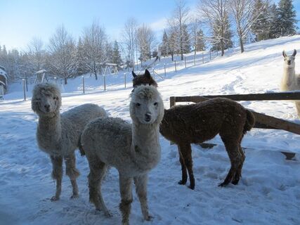 Winterwanderung Hohe Wand