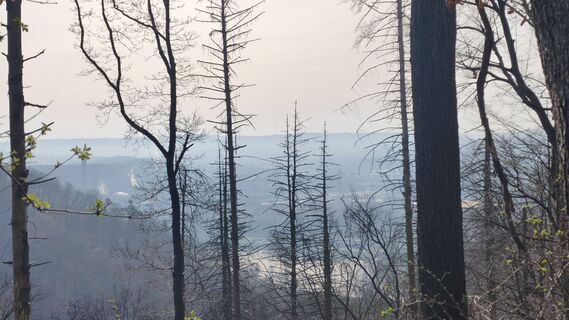 Foto de DevilsBastard a lo largo del recorrido