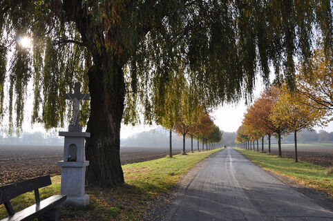 Allee Gut Umschoß