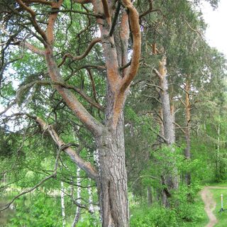 Kaihunharju