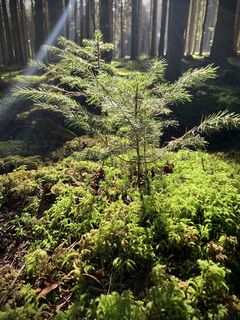 Waldboden
