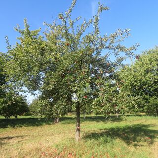 Apfelbaum am Wasserbergweg