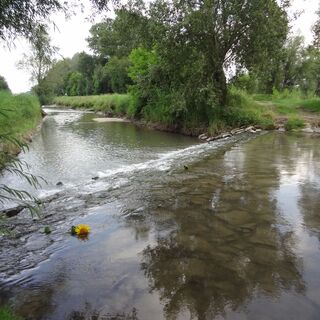 Leithaauen