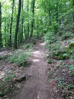 Durch den Wald geht es hoch auf den Hohenberg.
