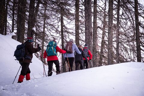 Der Pfad führt durch den Wald