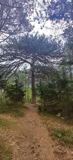 Foto fra Ewald Reil 1 underveis på turen