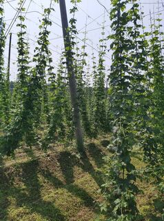 Fotografie de la Th.Lo. de-a lungul turului