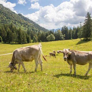 Schumpen auf dem Weg zur Bärenmoosalpe. Das Vieh ist von ca. Anfang Juni bis Mitte September auf den Alpweiden anzutreffen.