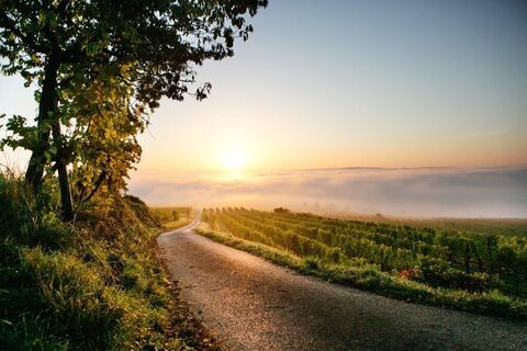 Herbstliche Weinlandschaft bei Nußdorf ob der Traisen