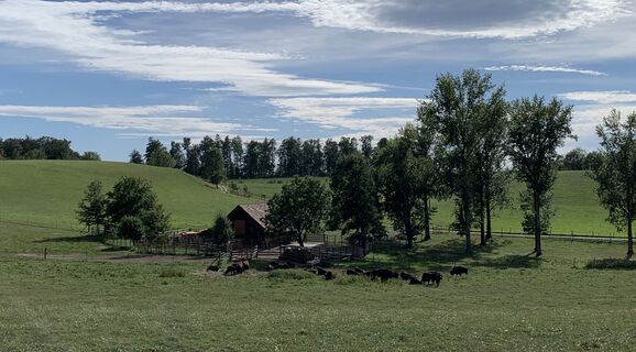 Bisongehege