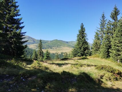 Zdjęcie z Tasurinki Mitote wzdłuż trasy