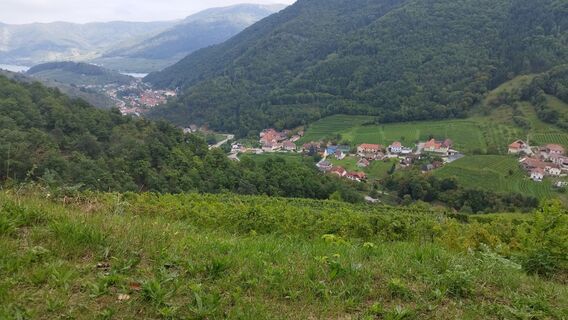 Photo de cat le long du parcours