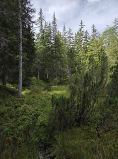 Fotografie de la Michael Hohlfeld de-a lungul turului