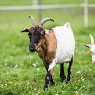 Zwei Ziegen auf einer Wiese
