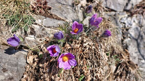 Steirische Küchenschelle - Gokoloanzen