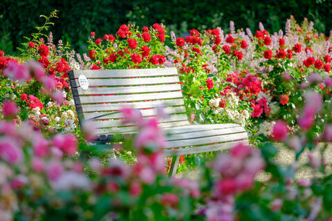 Parkbank im Rosengarten