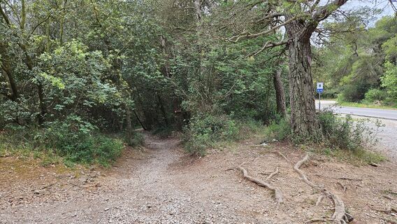 Trail parallel zur Straße