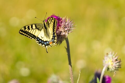 Schmetterling
