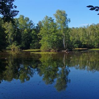Leyenweiher in der Wahner Heide