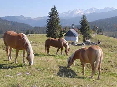 Pferde auf der Winklmoosalm
