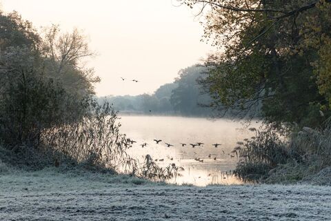 Abflug der Enten