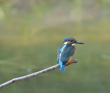birdlife-naturzentrum-klingnauer-stausee-eisvogel