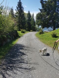 Foto von Waldläufer entlang der Tour