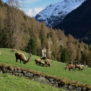 Steinböcke im Frühling oberhalb von Pontresina